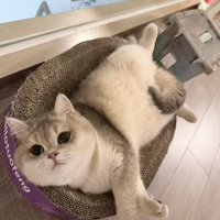 晒宠物🐱